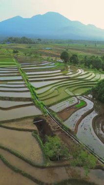 Endonezya 'da güzel bir sabah manzarası, dağ sıraları ve açık gökyüzü olan pirinç tarlalarının panoramik manzarası