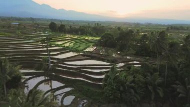 Endonezya 'da güzel bir sabah manzarası, dağ sıraları ve açık gökyüzü olan pirinç tarlalarının panoramik manzarası