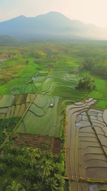Endonezya 'da güzel bir sabah manzarası, dağ sıraları ve açık gökyüzü olan pirinç tarlalarının panoramik manzarası