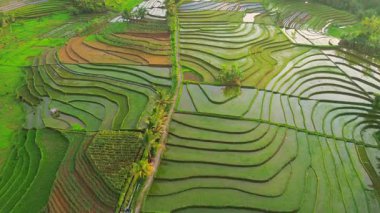 Endonezya 'da güzel bir sabah manzarası, dağ sıraları ve açık gökyüzü olan pirinç tarlalarının panoramik manzarası