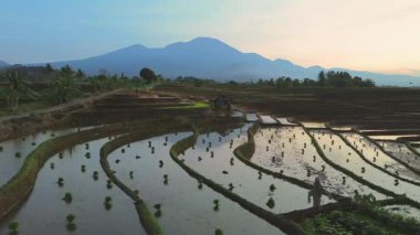 Endonezya 'da güzel bir sabah manzarası, dağ sıraları ve açık gökyüzü olan pirinç tarlalarının panoramik manzarası