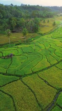 Endonezya 'da güzel bir sabah manzarası, dağ sıraları ve açık gökyüzü olan pirinç tarlalarının panoramik manzarası