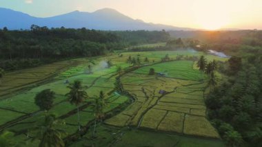 Endonezya 'da güzel bir sabah manzarası, dağ sıraları ve açık gökyüzü olan pirinç tarlalarının panoramik manzarası