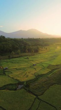 Endonezya 'da güzel bir sabah manzarası, dağ sıraları ve açık gökyüzü olan pirinç tarlalarının panoramik manzarası