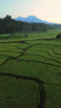 Endonezya 'da güzel bir sabah manzarası, dağ sıraları ve açık gökyüzü olan pirinç tarlalarının panoramik manzarası