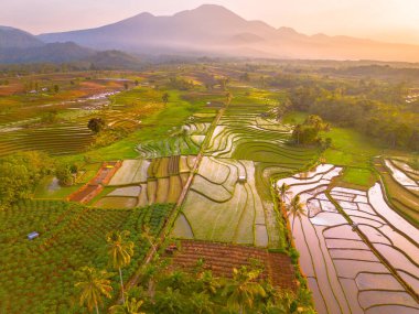 Endonezya 'da güzel bir sabah manzarası, dağ sıraları ve açık gökyüzü olan pirinç tarlalarının panoramik manzarası