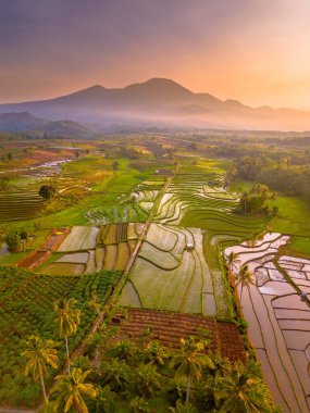 Endonezya 'da güzel bir sabah manzarası, dağ sıraları ve açık gökyüzü olan pirinç tarlalarının panoramik manzarası