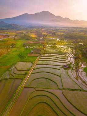 Endonezya 'da güzel bir sabah manzarası, dağ sıraları ve açık gökyüzü olan pirinç tarlalarının panoramik manzarası