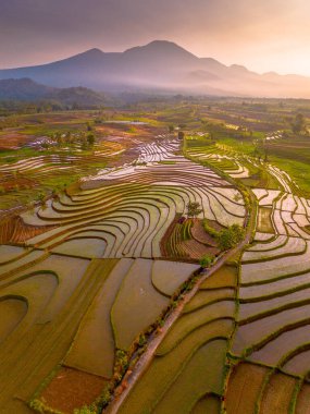 Endonezya 'da güzel bir sabah manzarası, dağ sıraları ve açık gökyüzü olan pirinç tarlalarının panoramik manzarası