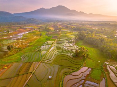 Endonezya 'da güzel bir sabah manzarası, dağ sıraları ve açık gökyüzü olan pirinç tarlalarının panoramik manzarası