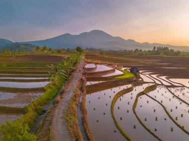 Endonezya 'da güzel bir sabah manzarası, dağ sıraları ve açık gökyüzü olan pirinç tarlalarının panoramik manzarası
