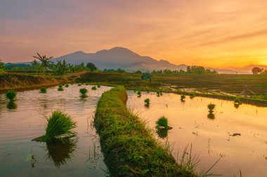 Endonezya 'da güzel bir sabah manzarası, dağ sıraları ve açık gökyüzü olan pirinç tarlalarının panoramik manzarası