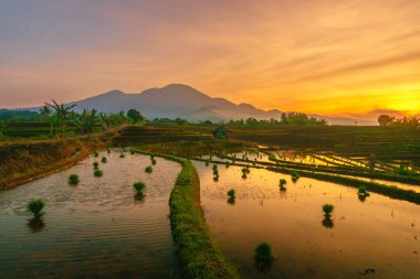 Endonezya 'da güzel bir sabah manzarası, dağ sıraları ve açık gökyüzü olan pirinç tarlalarının panoramik manzarası