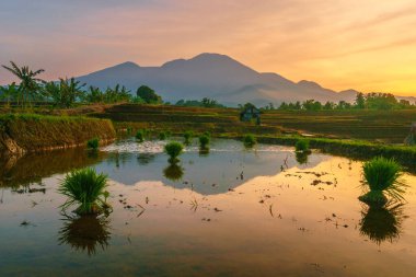 Endonezya 'da güzel bir sabah manzarası, dağ sıraları ve açık gökyüzü olan pirinç tarlalarının panoramik manzarası