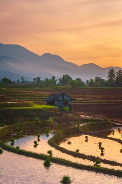 Endonezya 'da güzel bir sabah manzarası, dağ sıraları ve açık gökyüzü olan pirinç tarlalarının panoramik manzarası