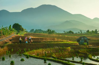 Endonezya 'da güzel bir sabah manzarası, dağ sıraları ve açık gökyüzü olan pirinç tarlalarının panoramik manzarası