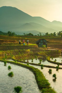 Endonezya 'da güzel bir sabah manzarası, dağ sıraları ve açık gökyüzü olan pirinç tarlalarının panoramik manzarası
