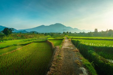 Endonezya 'da güzel bir sabah manzarası, dağ sıraları ve açık gökyüzü olan pirinç tarlalarının panoramik manzarası