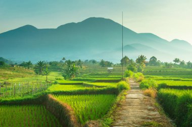 Endonezya 'da güzel bir sabah manzarası, dağ sıraları ve açık gökyüzü olan pirinç tarlalarının panoramik manzarası