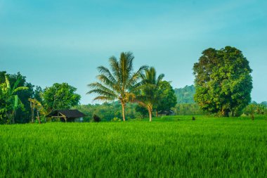Endonezya 'da güzel bir sabah manzarası, dağ sıraları ve açık gökyüzü olan pirinç tarlalarının panoramik manzarası