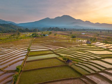 Endonezya 'da güzel bir sabah manzarası, dağ sıraları ve açık gökyüzü olan pirinç tarlalarının panoramik manzarası
