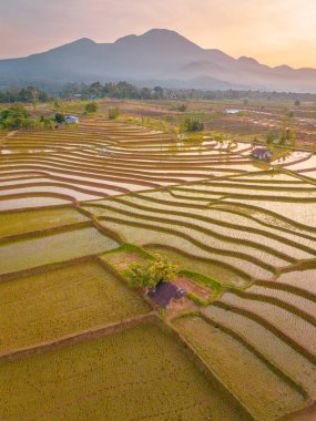 Endonezya 'da güzel bir sabah manzarası, dağ sıraları ve açık gökyüzü olan pirinç tarlalarının panoramik manzarası