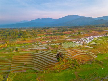 Endonezya 'da güzel bir sabah manzarası, dağ sıraları ve açık gökyüzü olan pirinç tarlalarının panoramik manzarası