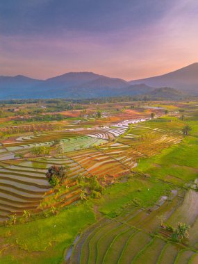 Endonezya 'da güzel bir sabah manzarası, dağ sıraları ve açık gökyüzü olan pirinç tarlalarının panoramik manzarası