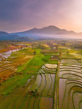 Endonezya 'da güzel bir sabah manzarası, dağ sıraları ve açık gökyüzü olan pirinç tarlalarının panoramik manzarası
