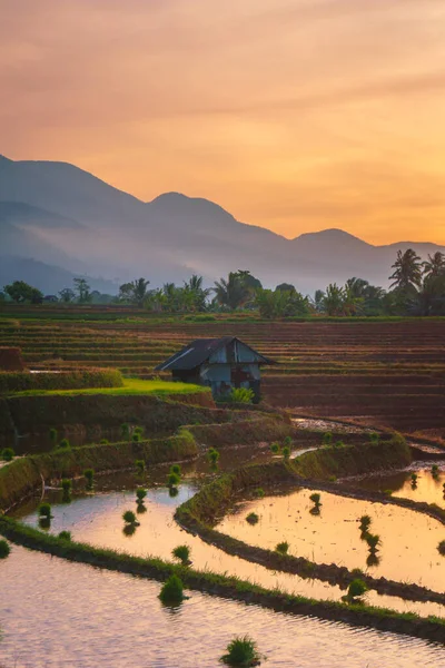 Endonezya 'da güzel bir sabah manzarası, dağ sıraları ve açık gökyüzü olan pirinç tarlalarının panoramik manzarası