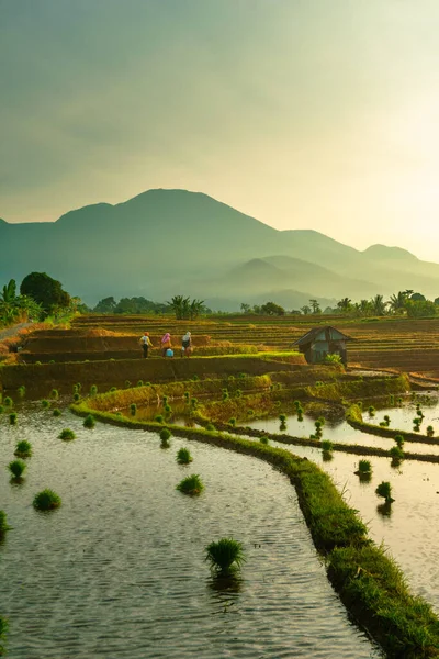 Endonezya 'da güzel bir sabah manzarası, dağ sıraları ve açık gökyüzü olan pirinç tarlalarının panoramik manzarası
