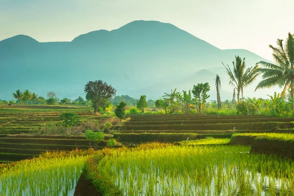 Endonezya 'da güzel bir sabah manzarası, dağ sıraları ve açık gökyüzü olan pirinç tarlalarının panoramik manzarası