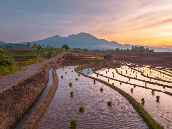 Endonezya 'da güzel bir sabah manzarası, dağ sıraları ve açık gökyüzü olan pirinç tarlalarının panoramik manzarası