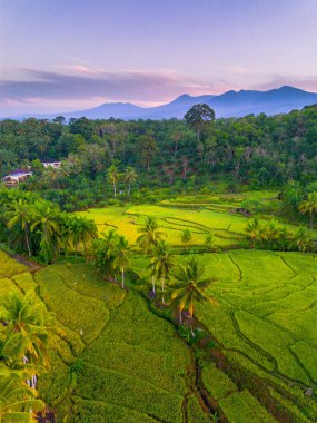 Endonezya 'da güzel bir sabah manzarası, dağ sıraları ve açık gökyüzü olan pirinç tarlalarının panoramik manzarası