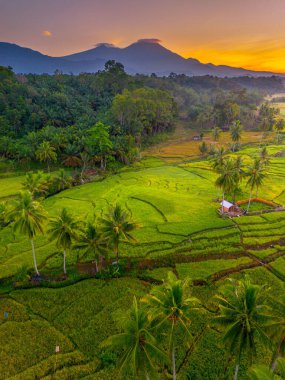 Endonezya 'da güzel bir sabah manzarası, dağ sıraları ve açık gökyüzü olan pirinç tarlalarının panoramik manzarası