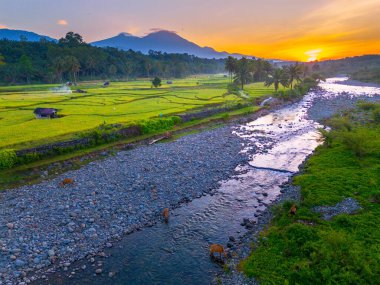 Endonezya 'da güzel bir sabah manzarası, dağ sıraları ve açık gökyüzü olan pirinç tarlalarının panoramik manzarası