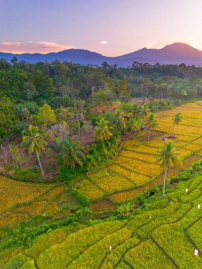 Endonezya 'da güzel bir sabah manzarası, dağ sıraları ve açık gökyüzü olan pirinç tarlalarının panoramik manzarası