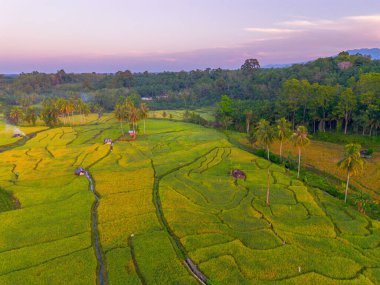 Endonezya 'da güzel bir sabah manzarası, dağ sıraları ve açık gökyüzü olan pirinç tarlalarının panoramik manzarası