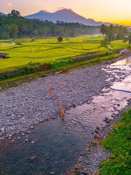 Endonezya 'da güzel bir sabah manzarası, dağ sıraları ve açık gökyüzü olan pirinç tarlalarının panoramik manzarası
