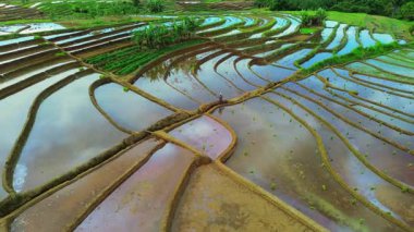 Endonezya 'da güzel bir sabah manzarası, dağ sıraları ve açık gökyüzü olan pirinç tarlalarının panoramik manzarası