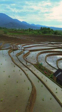 Endonezya 'da güzel bir sabah manzarası, dağ sıraları ve açık gökyüzü olan pirinç tarlalarının panoramik manzarası