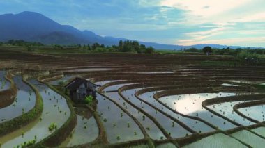 Endonezya 'da güzel bir sabah manzarası, dağ sıraları ve açık gökyüzü olan pirinç tarlalarının panoramik manzarası