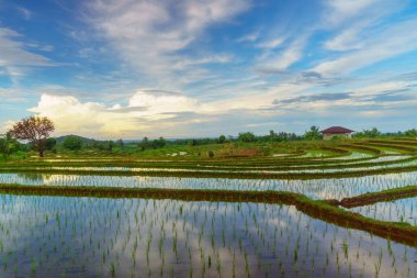 Endonezya 'da güzel bir sabah manzarası, dağ sıraları ve açık gökyüzü olan pirinç tarlalarının panoramik manzarası