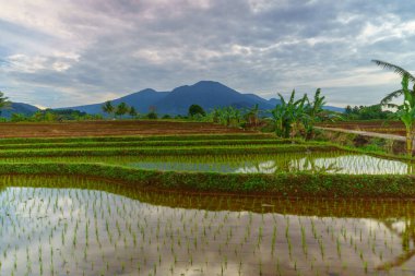 Endonezya 'da güzel bir sabah manzarası, dağ sıraları ve açık gökyüzü olan pirinç tarlalarının panoramik manzarası