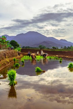 Endonezya 'da güzel bir sabah manzarası, dağ sıraları ve açık gökyüzü olan pirinç tarlalarının panoramik manzarası