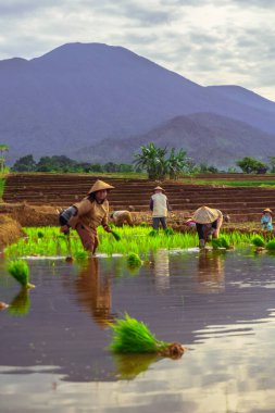 Endonezya 'da güzel bir sabah manzarası, dağ sıraları ve açık gökyüzü olan pirinç tarlalarının panoramik manzarası