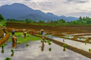 Endonezya 'da güzel bir sabah manzarası, dağ sıraları ve açık gökyüzü olan pirinç tarlalarının panoramik manzarası