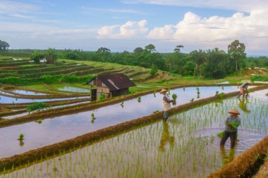 Endonezya 'da güzel bir sabah manzarası, dağ sıraları ve açık gökyüzü olan pirinç tarlalarının panoramik manzarası