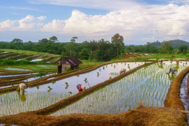 Endonezya 'da güzel bir sabah manzarası, dağ sıraları ve açık gökyüzü olan pirinç tarlalarının panoramik manzarası