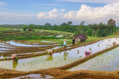 Endonezya 'da güzel bir sabah manzarası, dağ sıraları ve açık gökyüzü olan pirinç tarlalarının panoramik manzarası